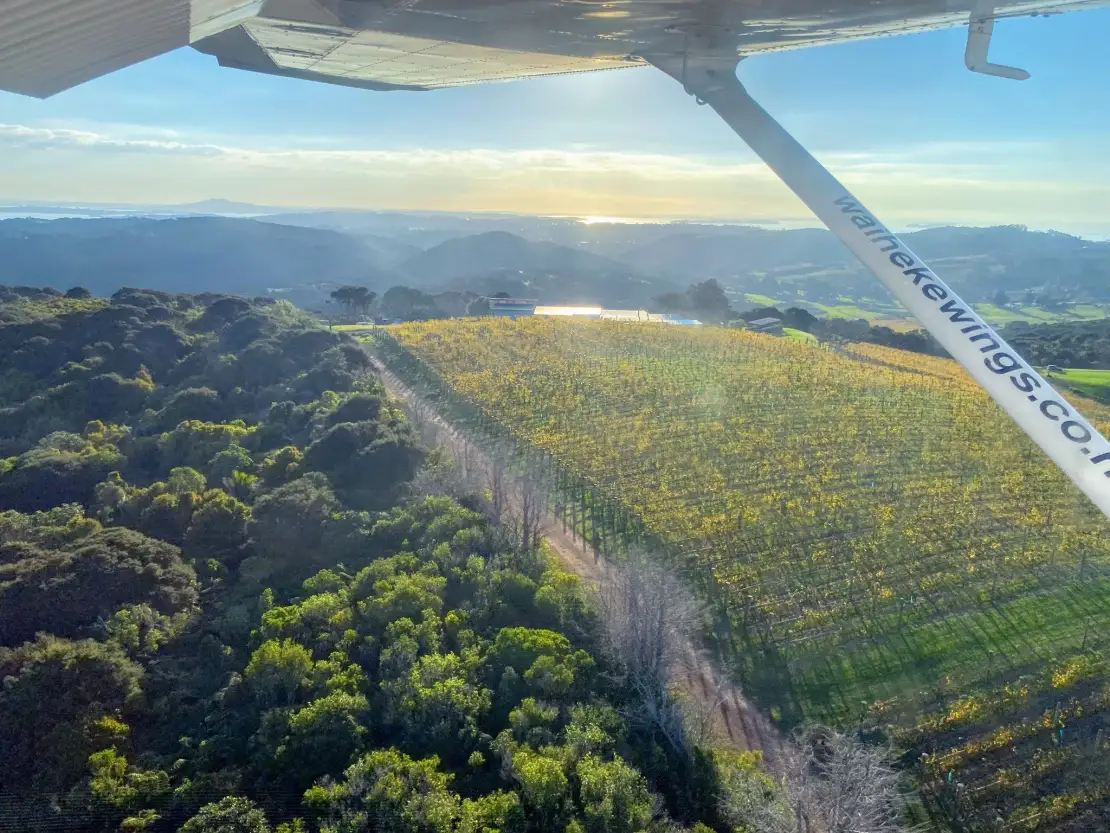 A beautiful vineyard